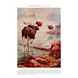     Walter A Weber Vintage Print   Antlered Majesties of Many Lands