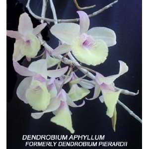 Dendrobium pierardii (aphyllum) 591  Grocery & Gourmet 