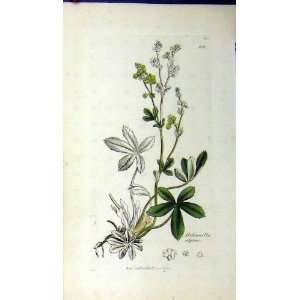    1795 Sowerby Alchemilla Alpina Botanical Plant Herb