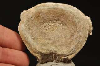 E144  CRETACEOUS MARINE REPTILE VERTEBRA Plesiosaurus  