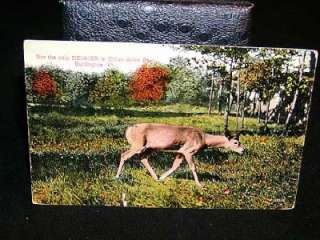 Antique POSTCARD Deer, Ethan Allen Park, BURLINGTON, VT  