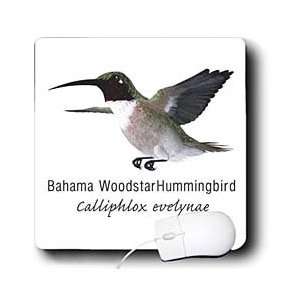   Hummingbird   Bahama Woodstar Hummingbird   Mouse Pads Electronics