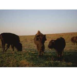  Bison Grazing in the Tallgrass Prairie Preserve in the 