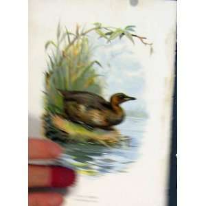   Thorburn C1883 Familiar Birds Color Little Grebe Print