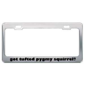 Got Tufted Pygmy Squirrel? Animals Pets Metal License Plate Frame 