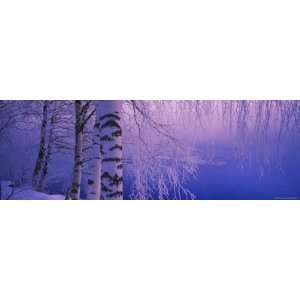 Birch Tree at a Riverside, Vuoksi River, Imatra, Finland Stretched 