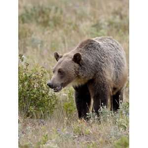  Grizzly Bear (Ursus Arctos Horribilis), Glacier National 