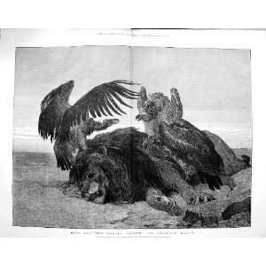  1875 Dead Lion Vulture Birds How Are The Mighty Fallen 