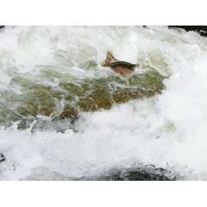 Rainbow Trout, Jumping Falls When Swimming Upriver to Return to 
