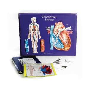  American Educational 2671 Circulatory System Model 