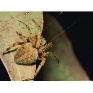 Orb Weaver Spider on a Leaf with Web Strands Showing Photographic 