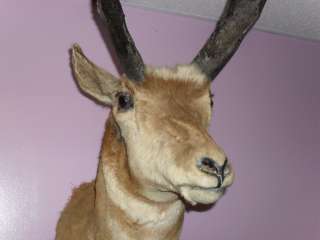 Pronghorn Antelope Deer Shoulder Mount Taxidermy Decor 15 Horns 