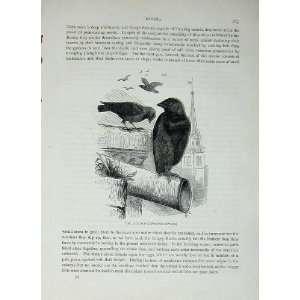  CassellS Birds C1870 Raven Jackdaw Monedula Turrium