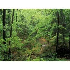 Lush Hardwood Forest, Big South Fork National River and 
