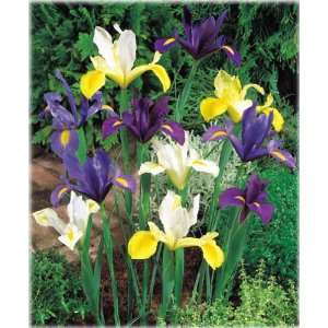  Bulbs & Flowers Intl. Group Bold Color Mixed Classic Dutch Iris 