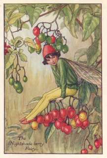 FLOWER FAIRIESNIGHTSHADE BERRY. Old color print. c1930  
