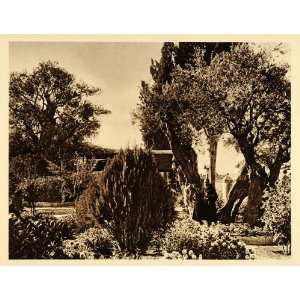  1925 Jerusalem Garden of Gethsemane Trees Photogravure 