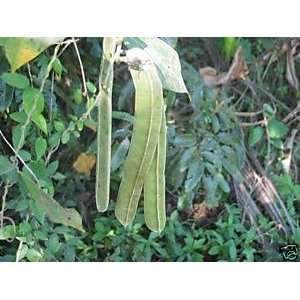  Canavalia oxyphylla   Central American Legume 100 seeds 