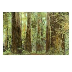  Redwoods, Muir Woods, California Giclee Poster Print 