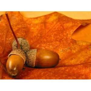  Nuts on a Leaf   Peel and Stick Wall Decal by Wallmonkeys 