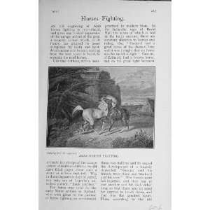  1911 Antique Print Arab Horses Fighting BailyS