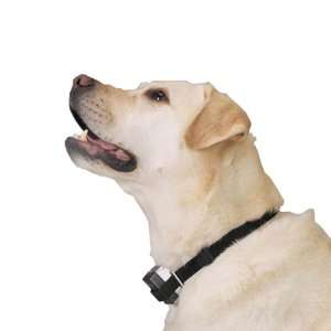  Intellipet Citronella Anti Bark Dog Collar