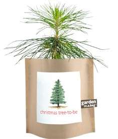 Grow Your Own Christmas Tree Plant Organic Seed Growing Garden Bag 