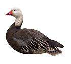 Life Size Blue Goose Decoy by Loon Lake Decoy