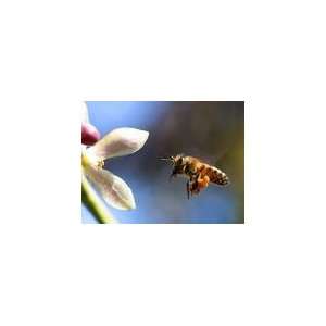 Bee Pollen Capsules