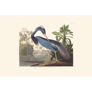  Audubons Fifty Best Birds, Louisiana Heron Patio, Lawn & Garden