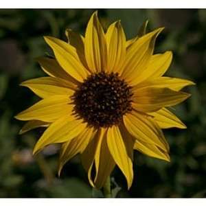 Organic Wild Sunflower Seeds 50 seeds (Original Sunflower)  