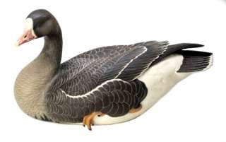 White fronted Goose Decoy     