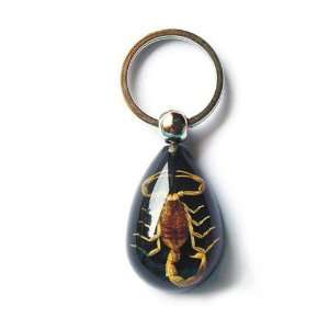  Ed Speldy East SK093 Real Bug Key Chain Scorpion Water 