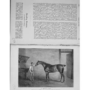  Breeding Hunter Sire Horse 1892 BailyS Magazine Sport 