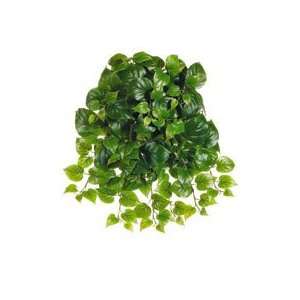  21 Puff Philodendron Hanging Bush x12 w/162 Lvs. Green 