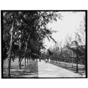  Palm Beach,Fla.,bicycles,wheelchair path between Poinciana,Breakers 