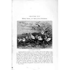   NATURAL HISTORY 1895 STORKS MIGRATION BIRDS OLD PRINT