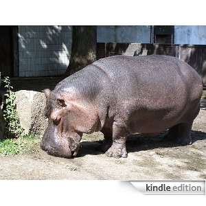 Start reading Hippopotamus  