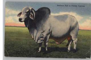 Linen PostcardBrahman Bull in Florida PastureFL  