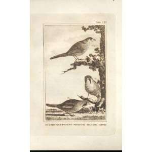   Male & Female Bearded Titmouse 1812 Buffon Birds Plate