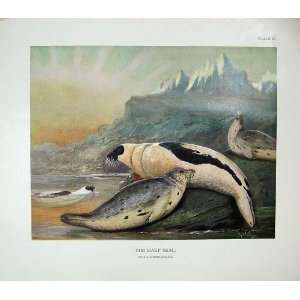 1904 Millais Harp Seal Phoca Groenlandica Mammals