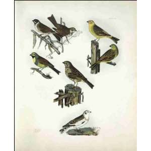  Reprint Buntings 1841