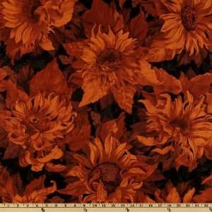  44 Wide Flowers Of The Sun Large Sunflowers Burnt Orange 