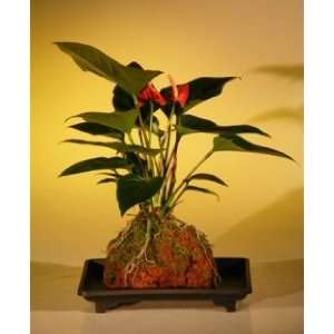 Flowering Red Anthurium In Hawaiian Lava Rock (small talk) Bonsai 