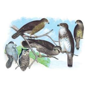  Owls Buzzards and Peregrine Falcon 12x18 Giclee on canvas 
