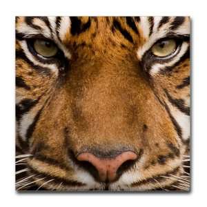  Tile Coaster (Set 4) Sumatran Tiger Face 