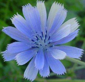 100+ CHICORY BRILLIANT BUE DAISY LIKE PERENNIAL FLOWER SEEDS / GREAT 