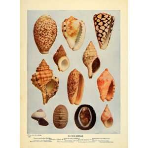  1903 Print Marine Shells Animal Red Sea Atlantic Ocean 