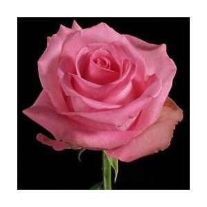  Pavarotti Medium Pink Rose 20 Long   100 Stems Arts 