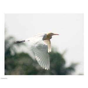 Cattle Egret 10.00 x 8.00 Poster Print